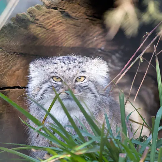 A photograph of Stubsi in Hellabrunn zoo
