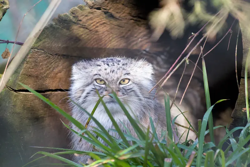 A photograph of Stubsi in Hellabrunn zoo