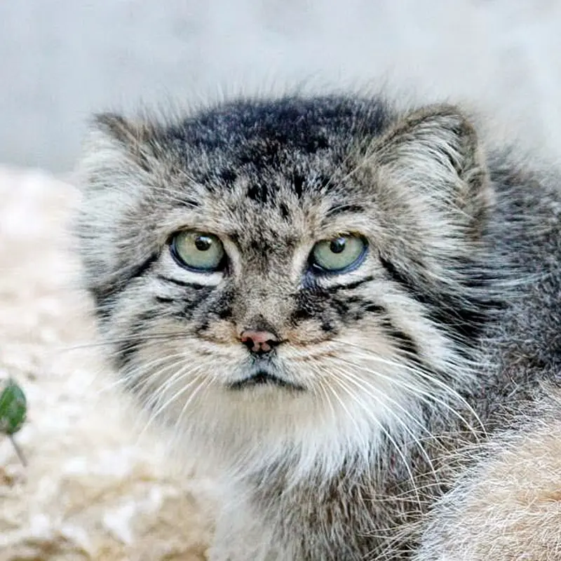 Bree the Pallas's cat from Le Domaine des Fauves