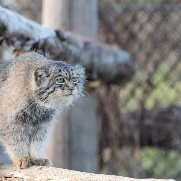 A photograph of Atlan in Port Lympne Wild Animal Park