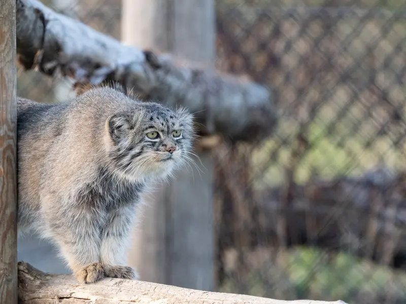 A photograph of Atlan in Port Lympne Wild Animal Park