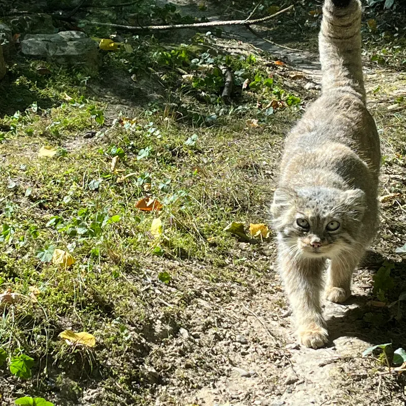 A photograph of Fay in Opel Zoo