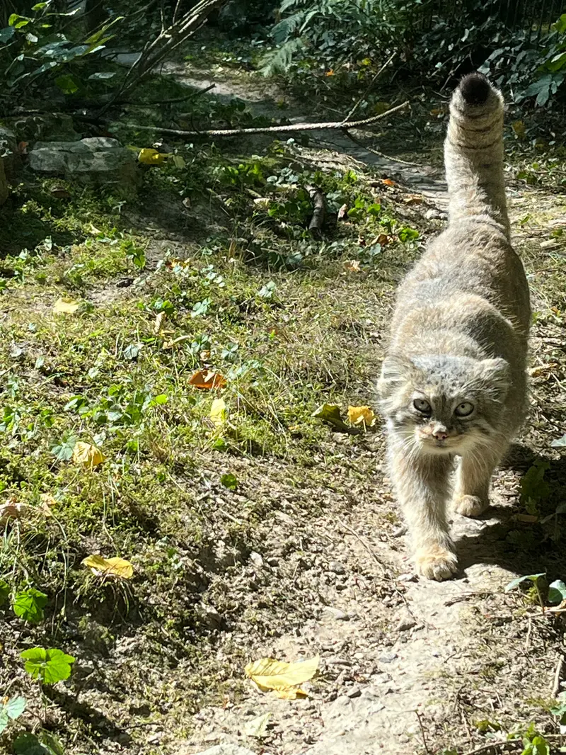 A photograph of Fay in Opel Zoo