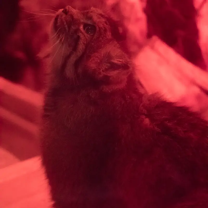 A photograph of Naim in Ueno Zoological Gardens