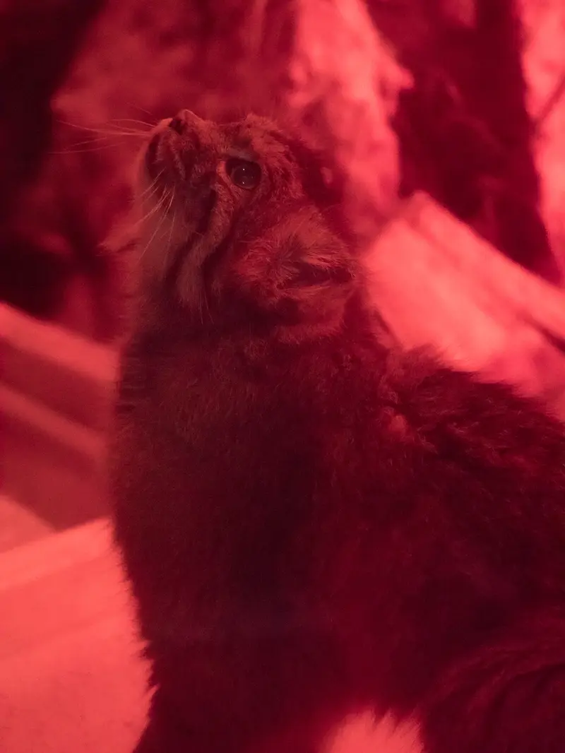 A photograph of Naim in Ueno Zoological Gardens