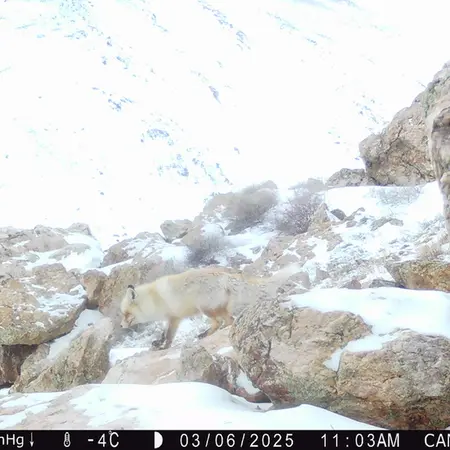 A photograph of Red fox from Zhundy 2 camera trap