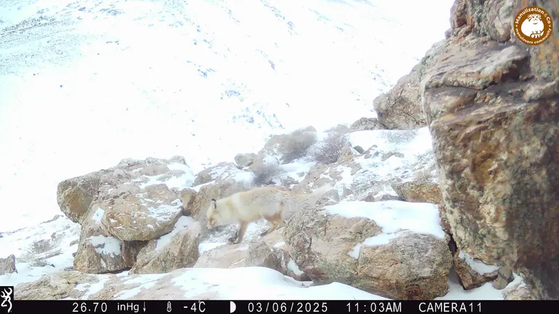 A photograph of Red fox from Zhundy 2 camera trap