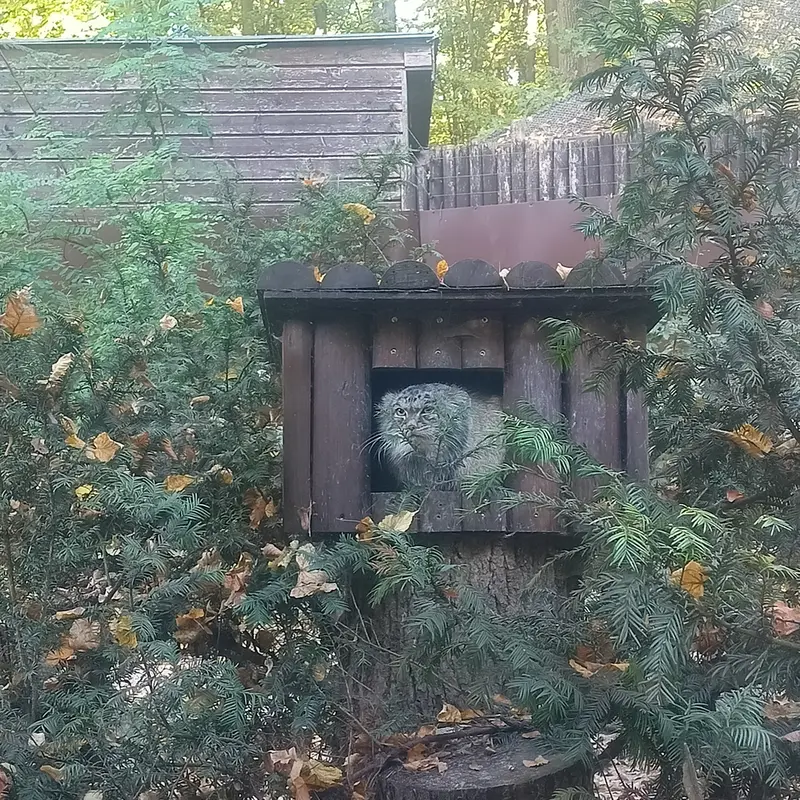 A photograph of Magellan in Poznan New Zoo