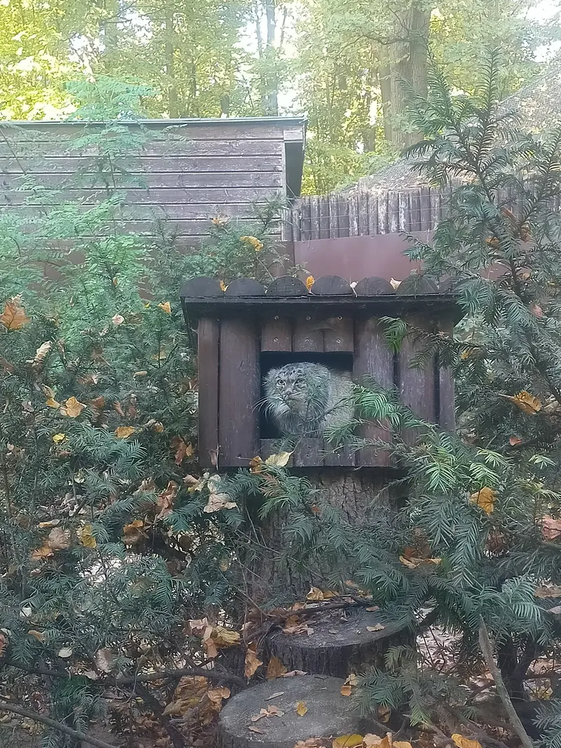 A photograph of Magellan in Poznan New Zoo