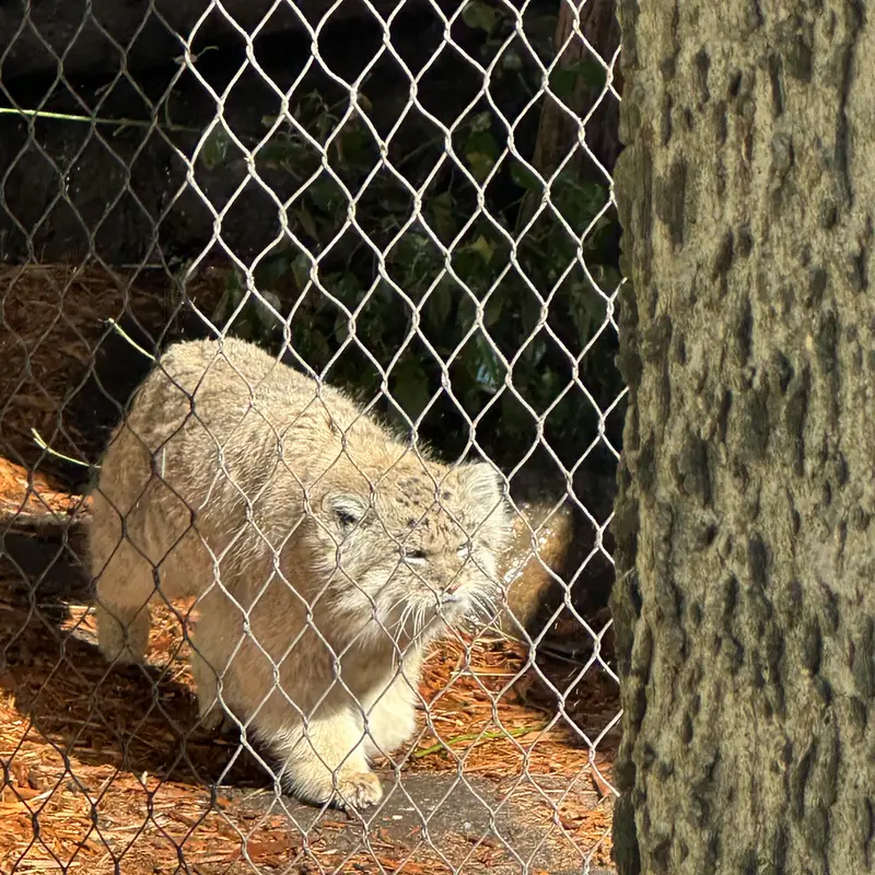 A photograph of Batu in Prospect Park Zoo