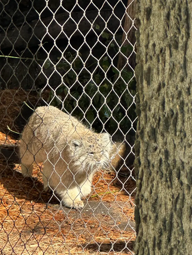 A photograph of Batu in Prospect Park Zoo