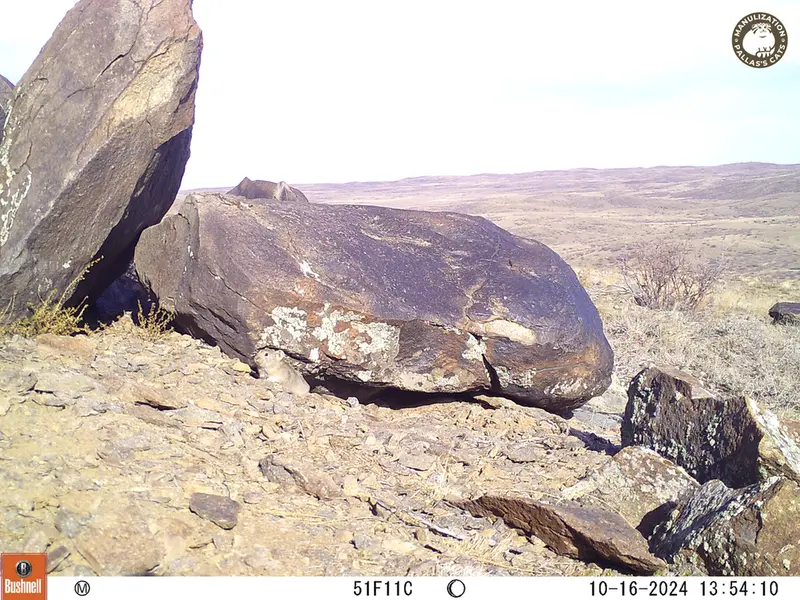 A photograph of Kazakh pika from Koshkar camera trap