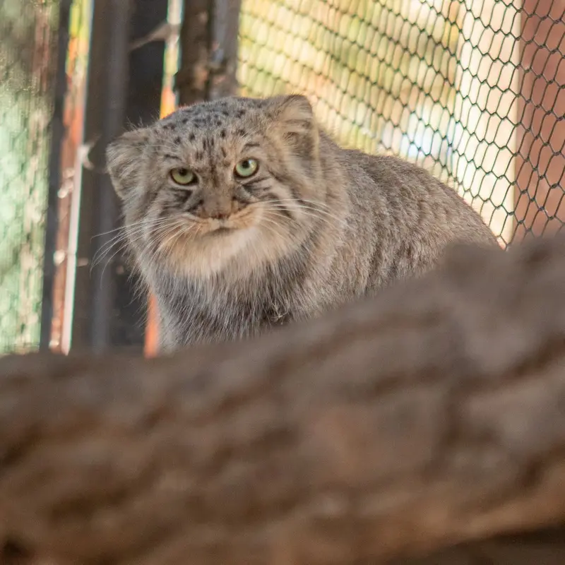 A photograph of Tashi in Great Plains Zoo