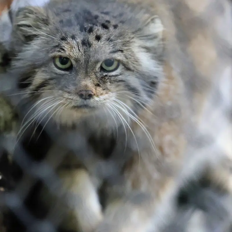 A photograph of Lastochka in Novosibirsk Zoo