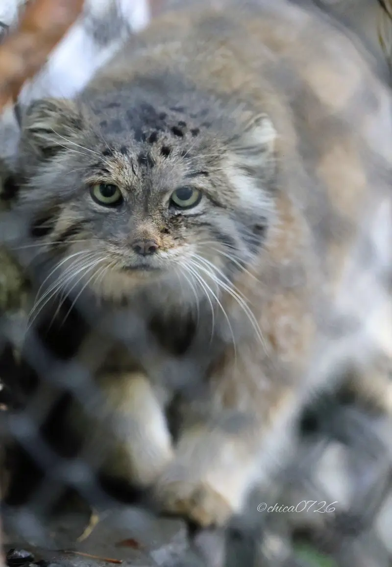 A photograph of Lastochka in Novosibirsk Zoo