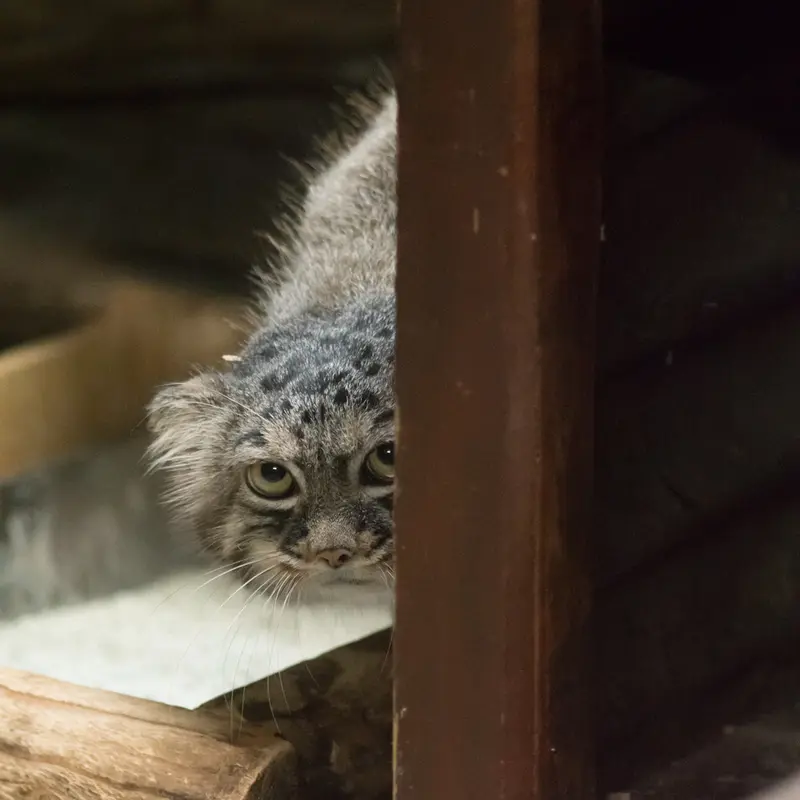 A photograph of Shafran in Ueno Zoological Gardens