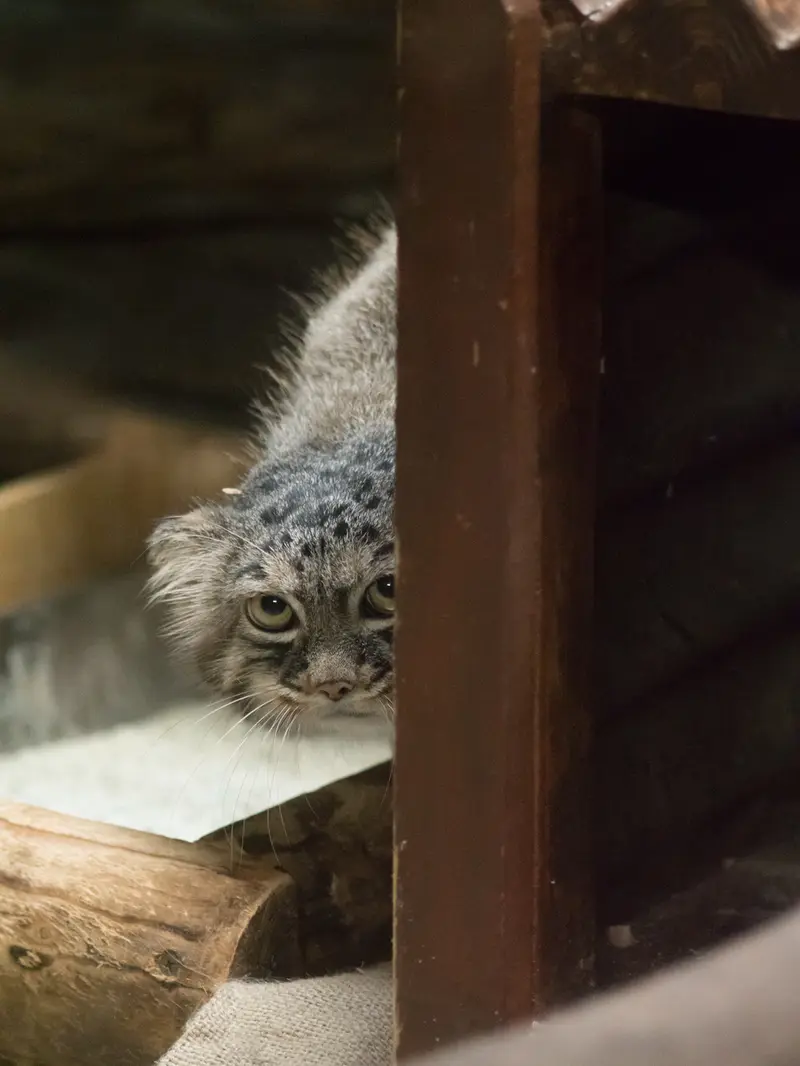 A photograph of Shafran in Ueno Zoological Gardens