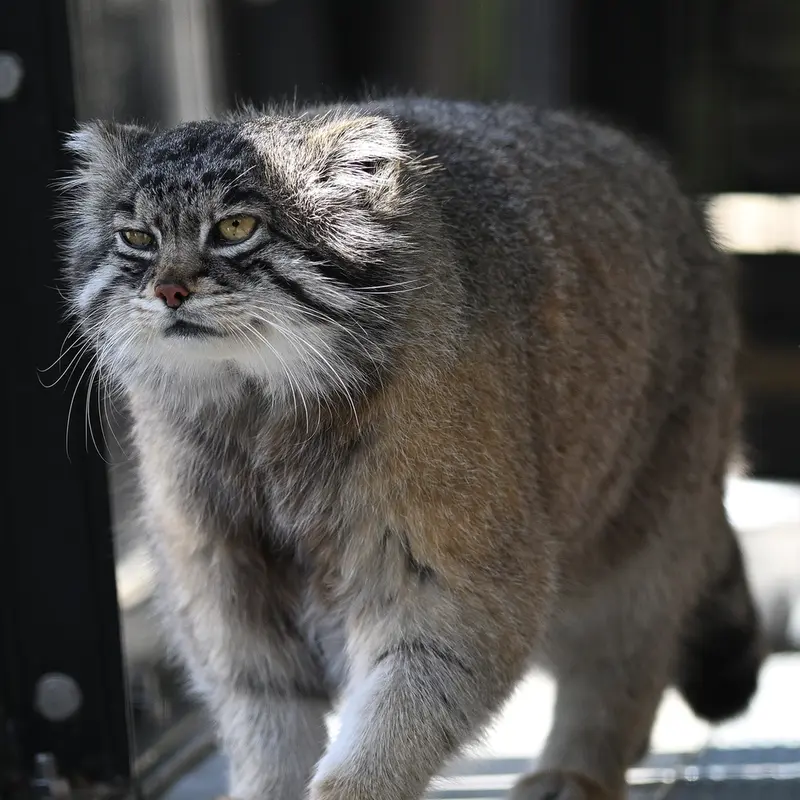 A photograph of Grusha in Asahiyama Zoo
