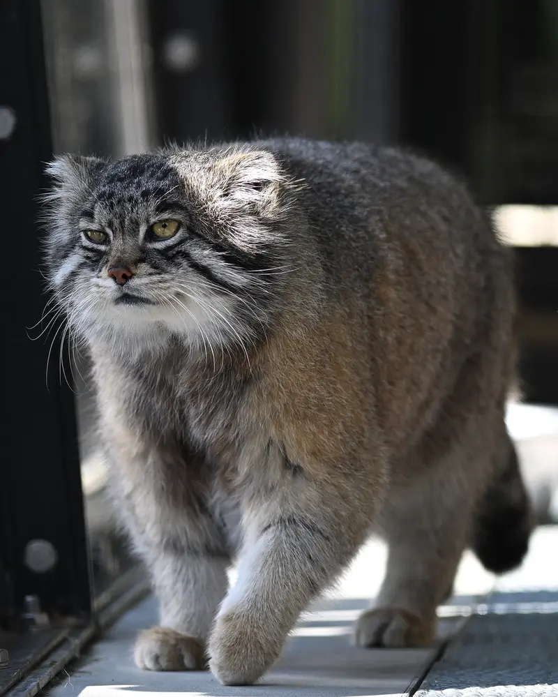 A photograph of Grusha in Asahiyama Zoo