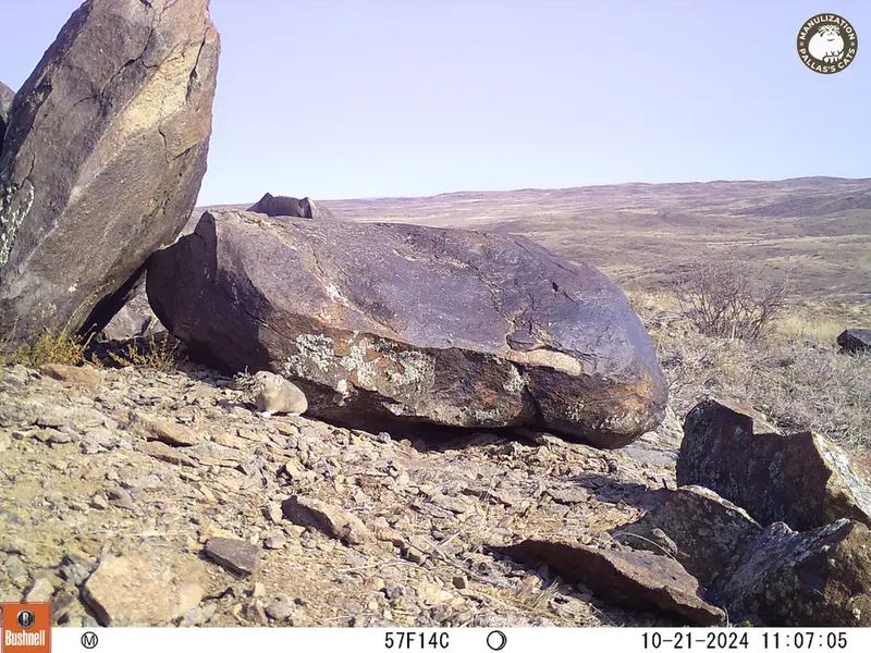 A photograph of Kazakh pika from Koshkar camera trap