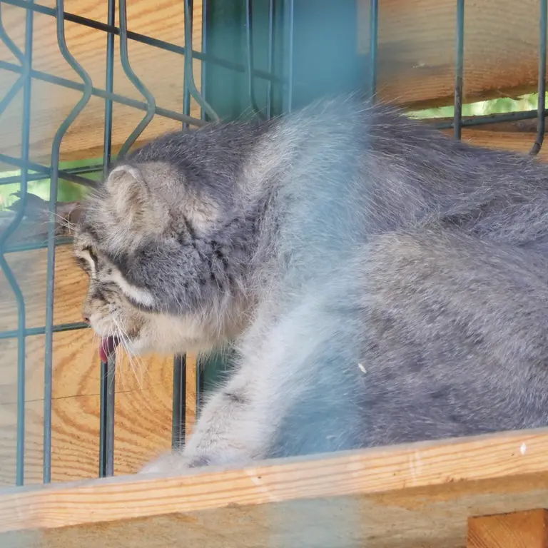 A photograph of Chip in Barnaul zoo “Lesnaya skazka”