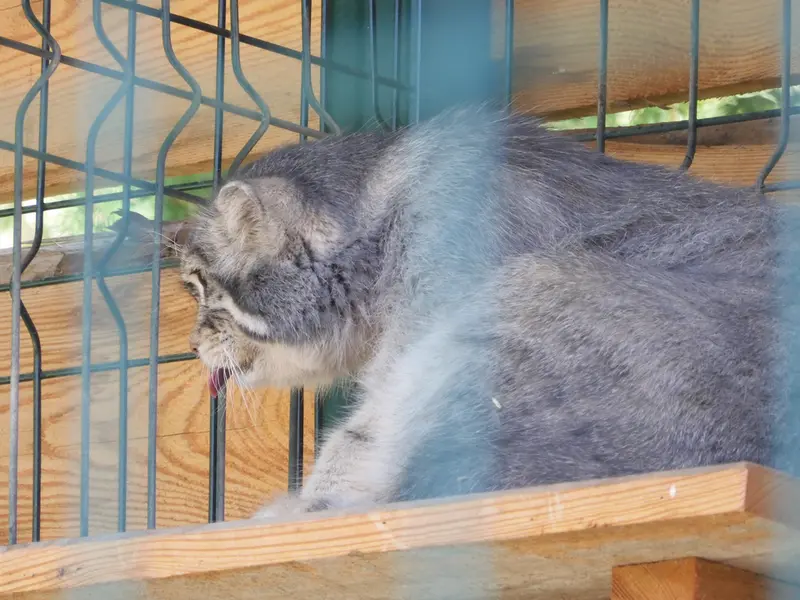 A photograph of Chip in Barnaul zoo “Lesnaya skazka”