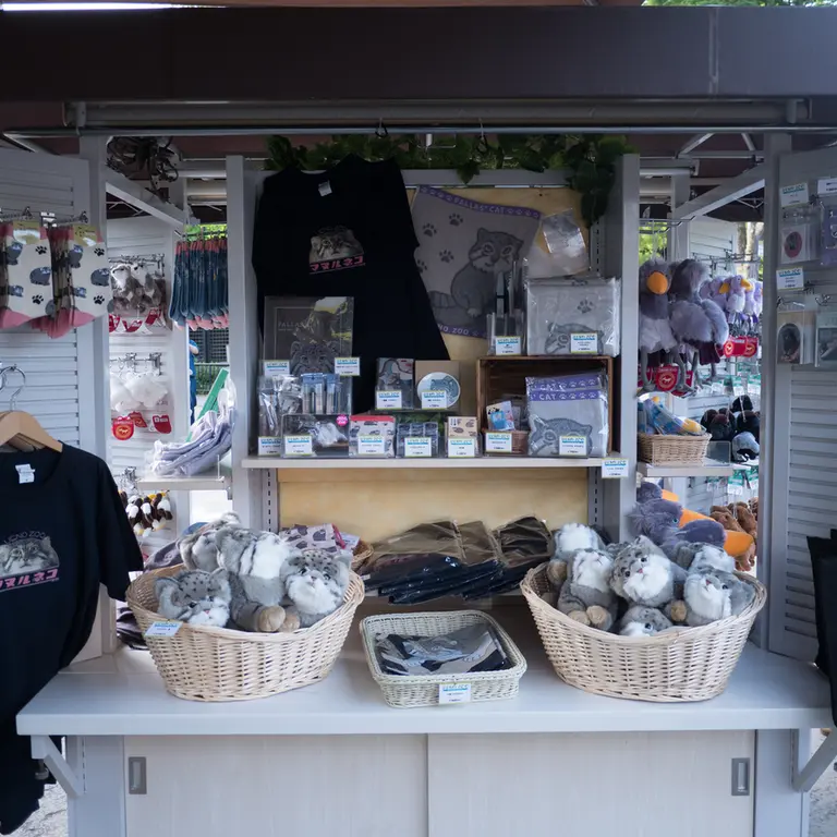 A photograph of a Pallas's cat in Ueno Zoological Gardens