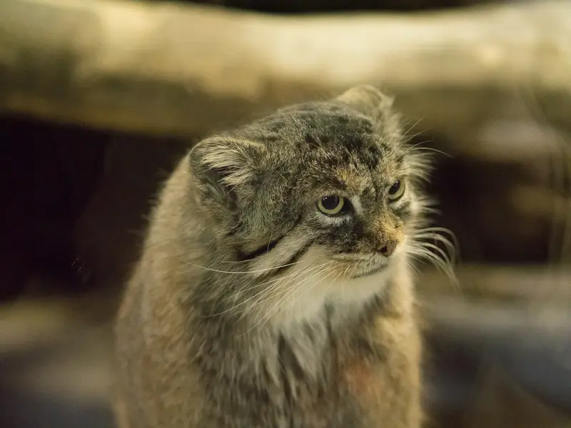 A photograph of Primula in Ueno Zoological Gardens