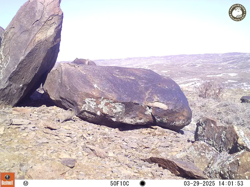 A photograph of Kazakh pika from Koshkar camera trap
