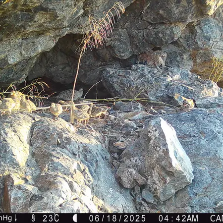 A photograph of Grey partridge from Zhundy 1 camera trap