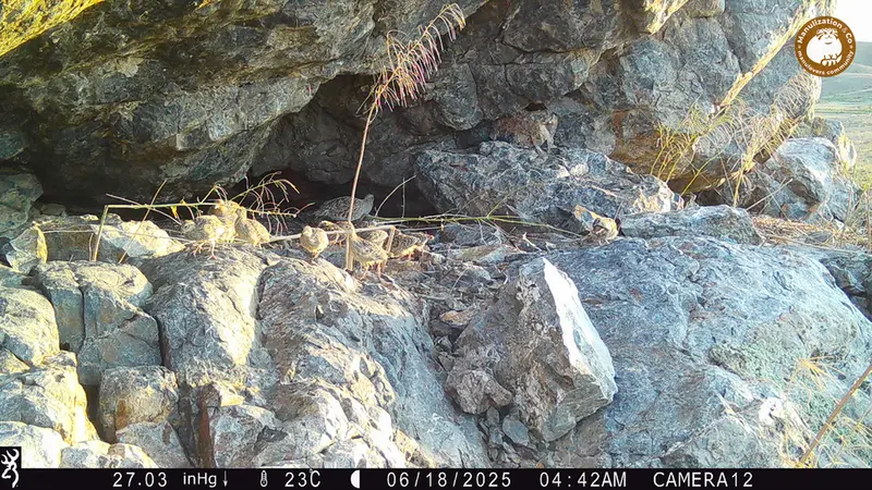 A photograph of Grey partridge from Zhundy 1 camera trap