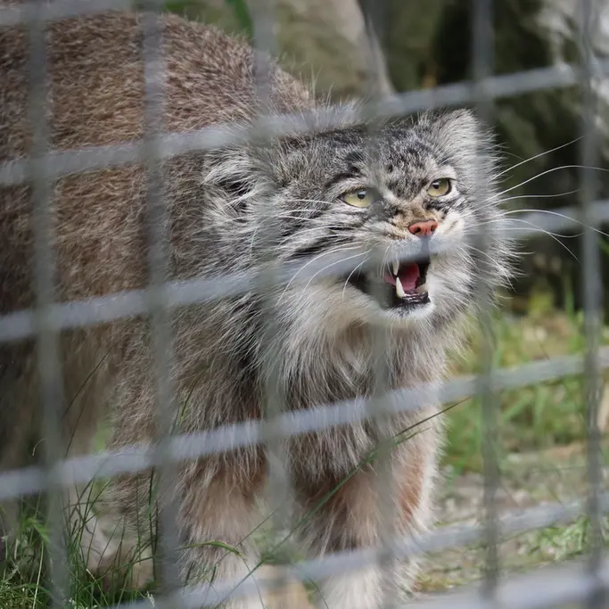 A photograph of Aldan in Zie-Zoo