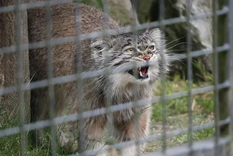 A photograph of Aldan in Zie-Zoo
