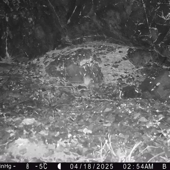 A photograph of Otocolobus manul manul from Egizkara [new] camera trap