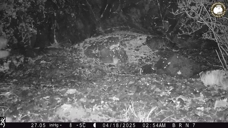 A photograph of Otocolobus manul manul from Egizkara [new] camera trap