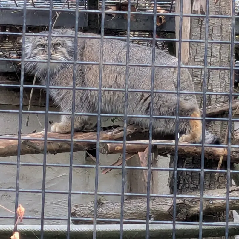 A photograph of Vorace in Lille Zoo