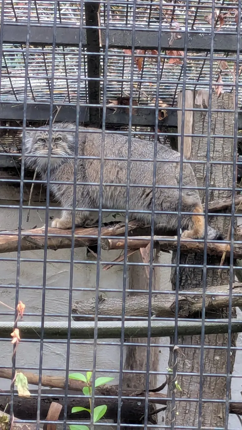 A photograph of Vorace in Lille Zoo