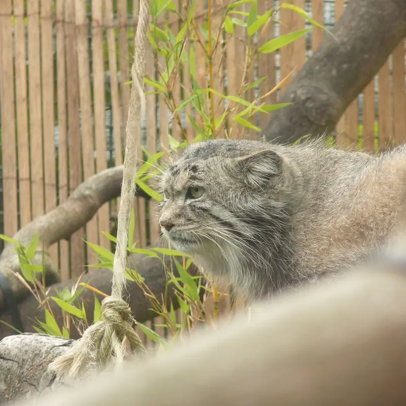 A photograph of Akiko in Edinburgh Zoo