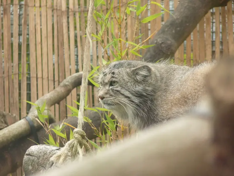 A photograph of Akiko in Edinburgh Zoo