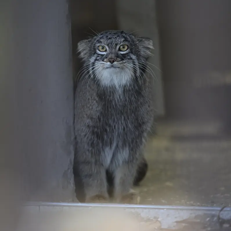 A photograph of Figa in Nogeyama Zoo