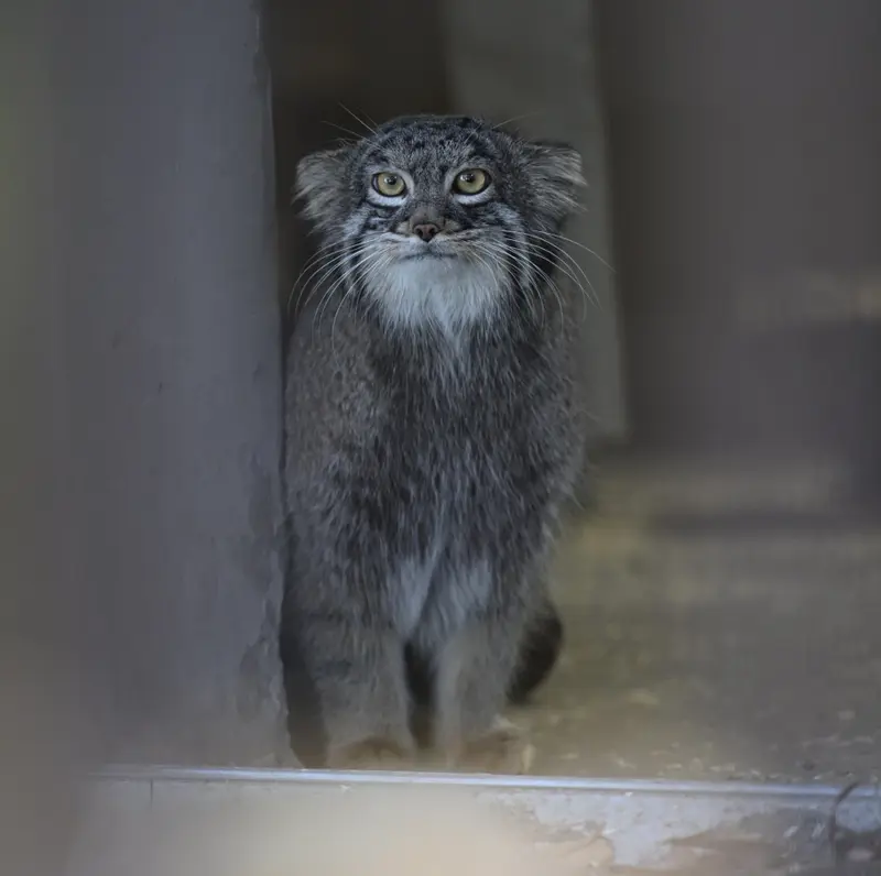 A photograph of Figa in Nogeyama Zoo