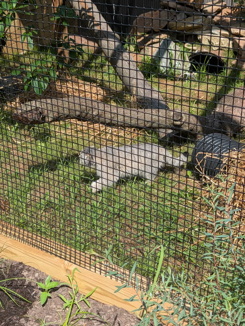 A photograph of a Pallas's cat in Elmwood Park Zoo