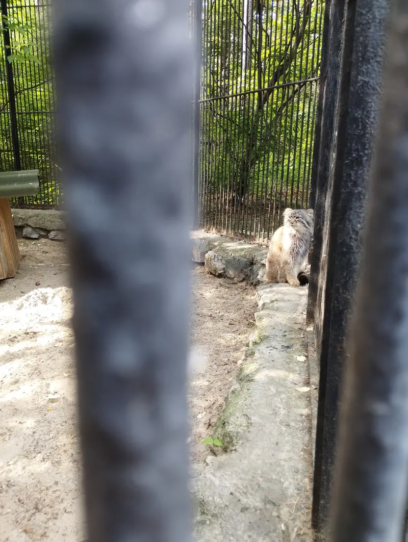 A photograph of a Pallas's cat in Novosibirsk Zoo