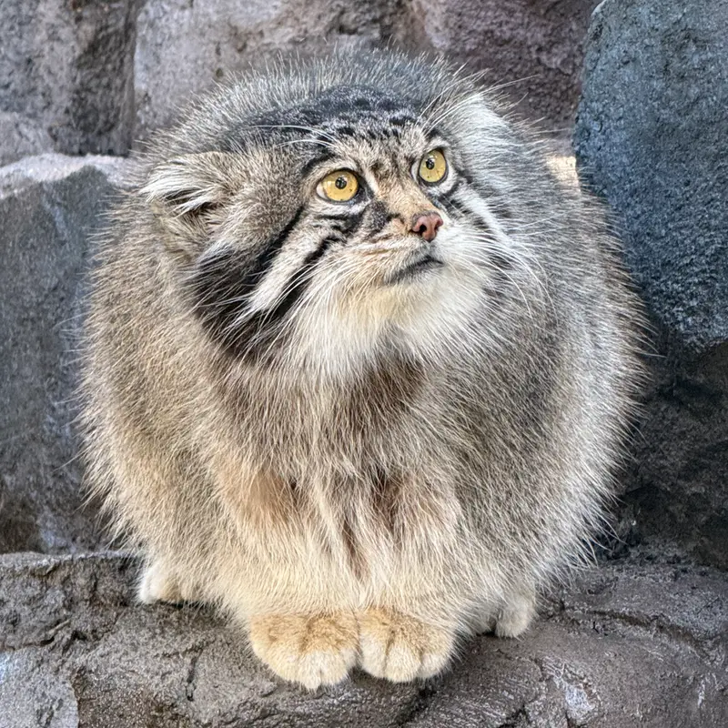 A photograph of Grusha in Asahiyama Zoo