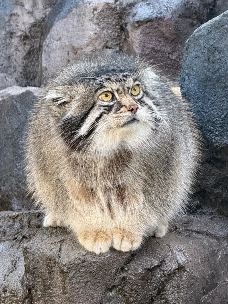 A photograph of Grusha in Asahiyama Zoo