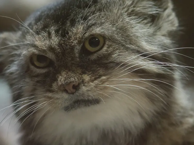 A photograph of Primula in Ueno Zoological Gardens