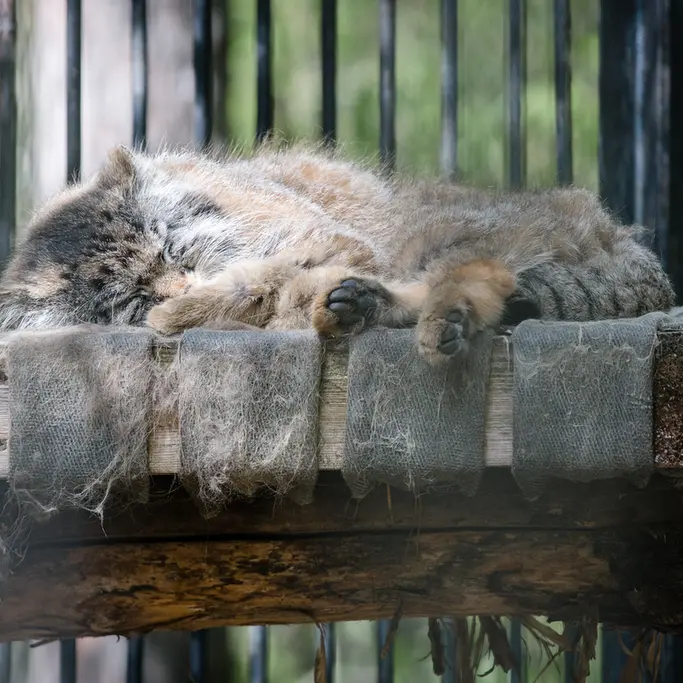 A photograph of Sylvester in Novosibirsk Zoo
