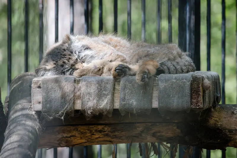 A photograph of Sylvester in Novosibirsk Zoo