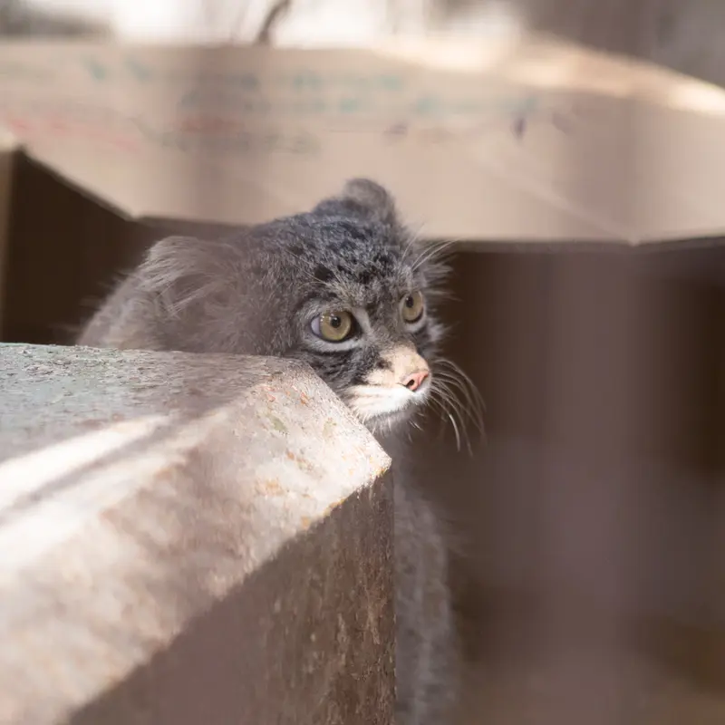 A photograph of Figa in Nogeyama Zoo