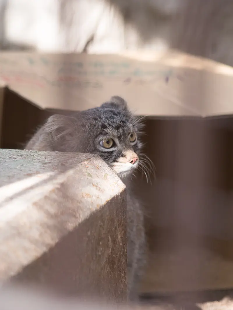 A photograph of Figa in Nogeyama Zoo